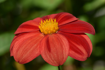 Garden flower of Echinacea medicinal with red petals and yellow center on a neutral green background