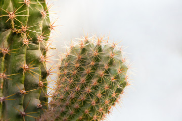 Cactus with sprouts close-up. Growing and selling cacti_