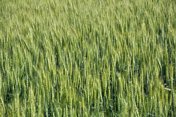 In the field ripens winter wheat