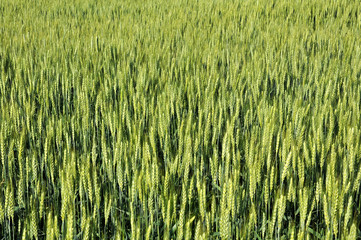 In the field ripens winter wheat