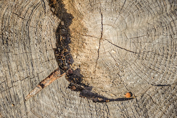 The texture of the cut tree with drawings of annual rings close-up.