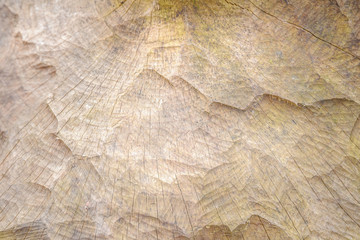 Stump of a forest tree nibbled by beavers at the lake with grass close-up.