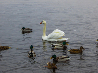 Magnificent white swan against a background of blue river water,