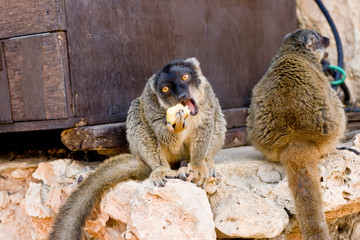 Lemurs of Madagascar, Ring-Tailed Lemurs