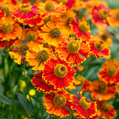 Orange-red flowers helenium in the flower bed. Square_