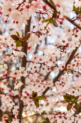 Blooming flowers and plum branches close up at sunset