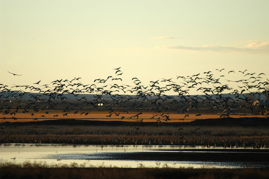 Tombstone Cranes