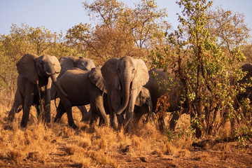 Herd of African elephants traveling in early morning light