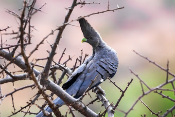 Go-away bird perched on tree branch