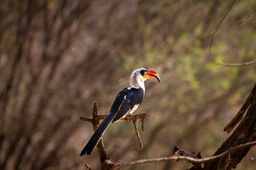 Close-up profile of von der decken's hornbill bird