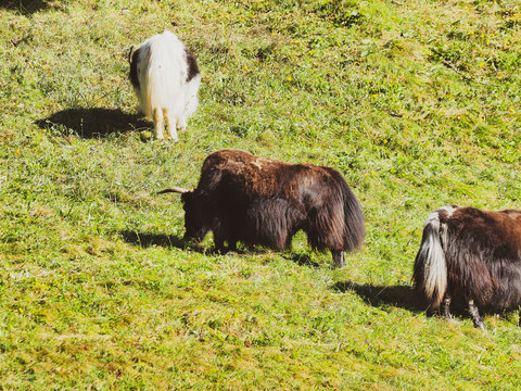 Yacks (Bos grunniens) broutant sur un vert paturage.