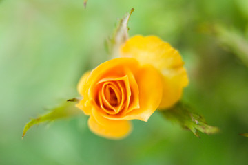 yellow flower