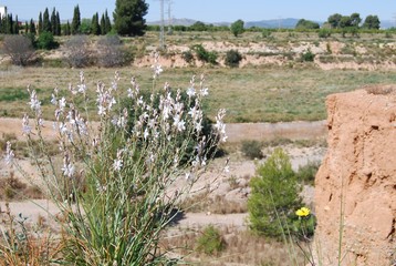 White Wild Flowers, Floral Landscape
