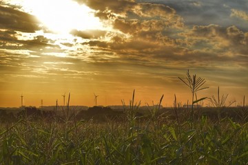 maiz plantio campo atardecer rayos sol molinos