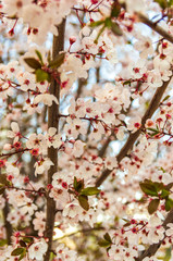 Blooming flowers and plum branches close up at sunset