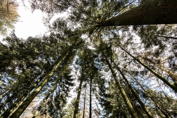 tree in forest