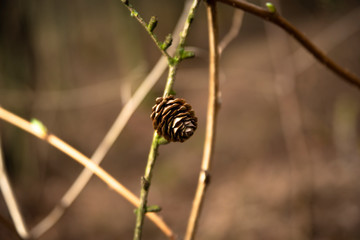 pinecone