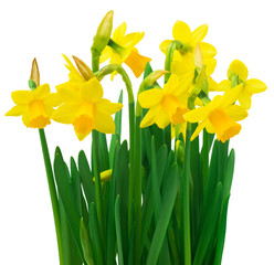 Obraz premium Spring floral border, beautiful fresh daffodils flowers, isolated on white background. Selective focus