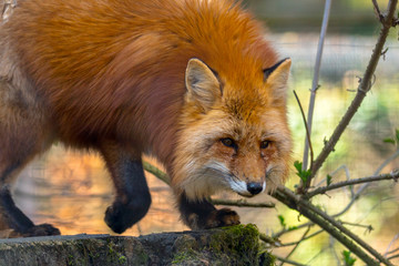 red fox hunting season in summer light
