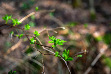 flowers in the forest