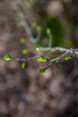 branch of a tree