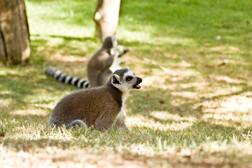 Fototapeta premium Lemurs of Madagascar, Ring-Tailed Lemurs