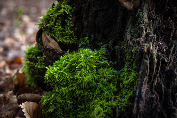 moss on trunk of a tree
