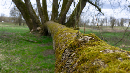 Donau Schmutz Wald sterben Holz