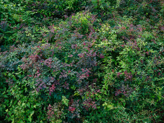 Obraz premium Natural green background near the Mississippi river. Baton Rouge, Louisiana, USA