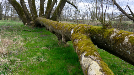 Donau Schmutz Wald sterben Holz