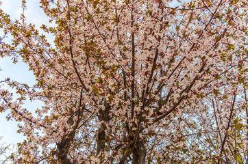 Plum branches in bloom at sunset