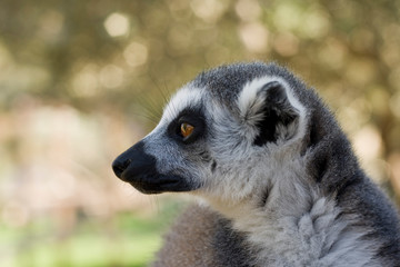 Lemurs of Madagascar, Ring-Tailed Lemurs