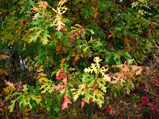 Natural green background near the Mississippi river. Baton Rouge, Louisiana, USA