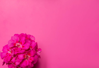 Blooming geranium  on a pink background with space for text. Flat lay, top view minimal concept.