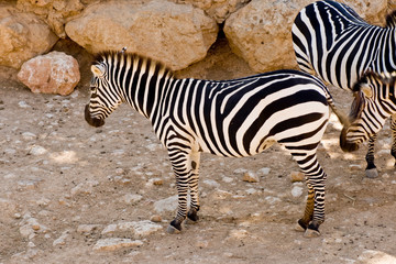 Fototapeta na wymiar Zebras at the Zoo of Jerusalem