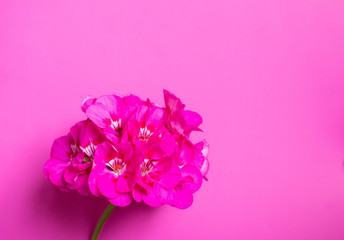 Blooming geranium  on a pink background with space for text. Flat lay, top view minimal concept.