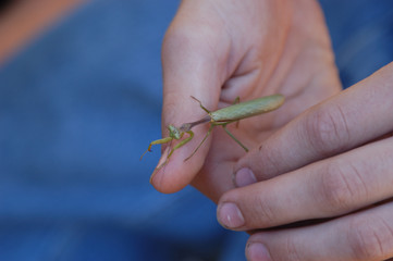 Praying Mantis