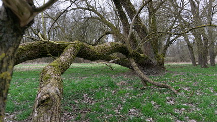 Donau Schmutz Wald sterben Holz