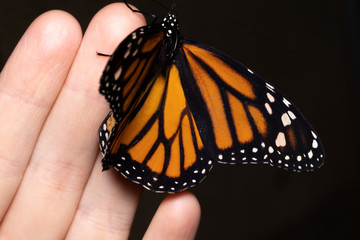 Close up butterfly on woman hand. Beauty of nature