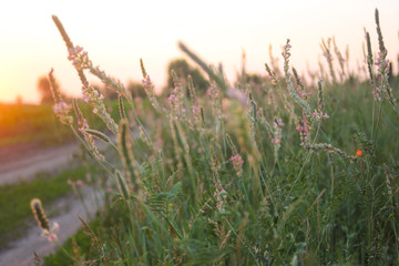 Onobrychis, the sainfoins are perennial herbs. Pink flowers onobrychis on the field. Honey plants, growing in Ukraine