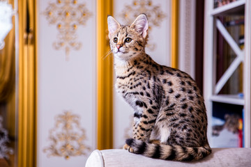 Cat Savannah F1 sitting on the couch © Ксения Коломенская