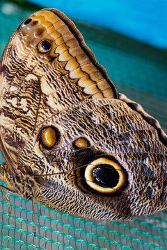 Blue Morpho Butterfly Perched on netting. Beauty of nature