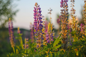 Obraz premium Lupinus, powszechnie znany jako łubin lub łubin