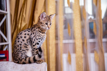 Cat Savannah F1 sitting on the couch