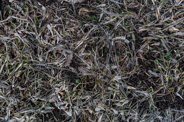 texture of spring wet earth