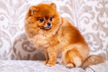 Pomeranian sitting on the couch