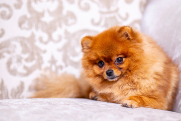 Fototapeta na wymiar Pomeranian sitting on the couch