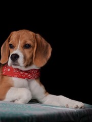 perro beagle cachorro