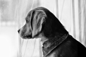 perro cachorro beagle