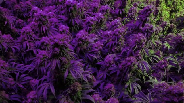 Purple indoor marijuana plants under lights